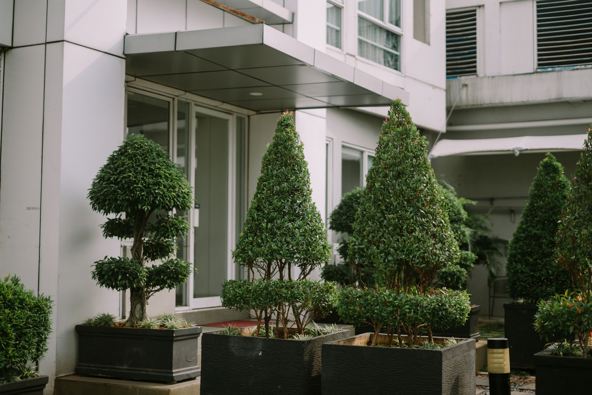 Trees standing in front of an exit door, creating a natural and welcoming entrance